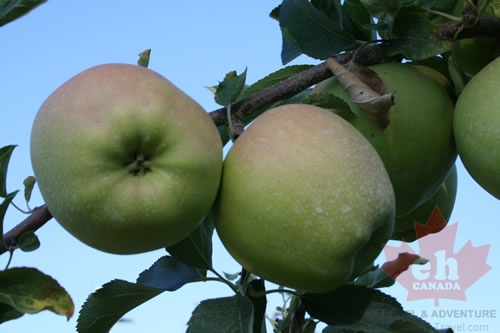 Apple Tree