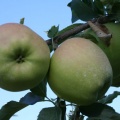 Apple Tree