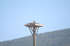 Birdwatching