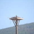 Birdwatching