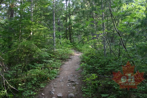 Inspiration Woods Trail