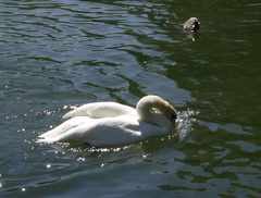 Swan