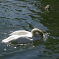 Swan
