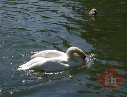 Swan