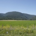 Fields