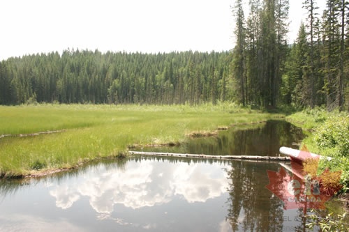 Wetlands