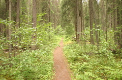 Hiking Trail