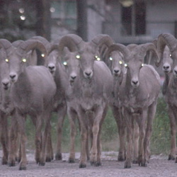 Kootenay Wildlife