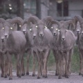 Bighorn Sheep