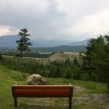 Viewing Bench