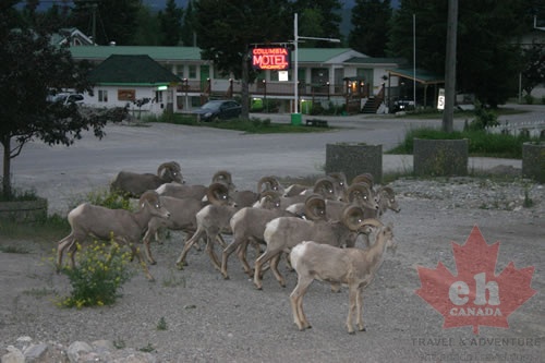 Bighorn Sheep