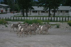 Bighorn Sheep