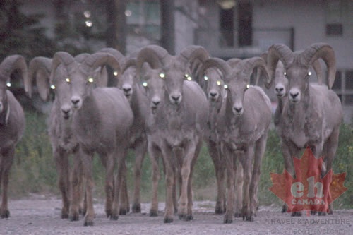Bighorn Sheep