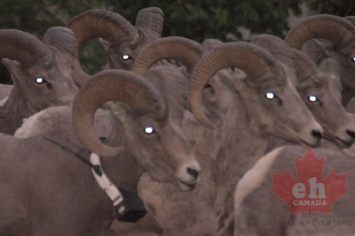 Bighorn Sheep