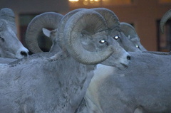 Bighorn Sheep