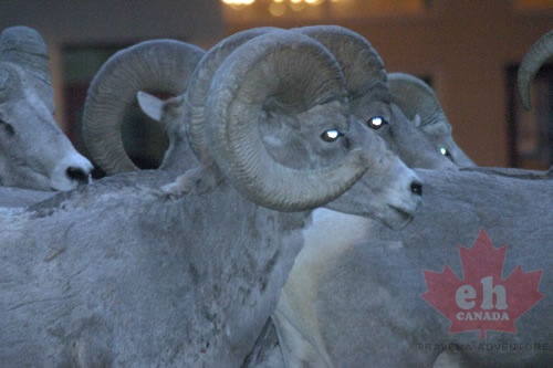 Bighorn Sheep