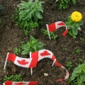 Canadian Flag Garden