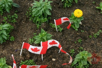 Canadian Flag Garden