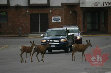 Deer Crossing