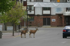 Deer in Village