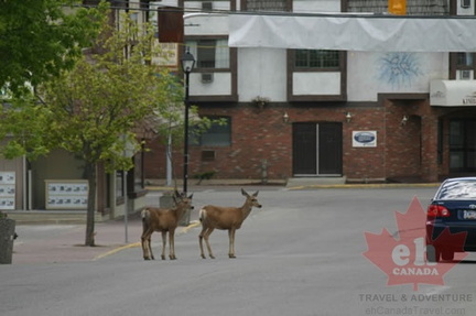 Deer in Village