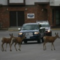 Deer Crossing