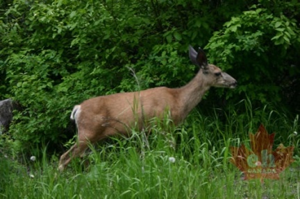 White Tail Deer