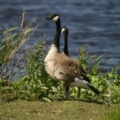 Canada Geese