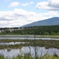 Wetland Marsh