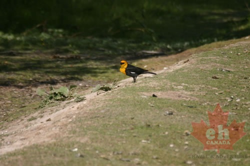 Birdwatching