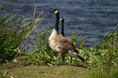 Canada Geese
