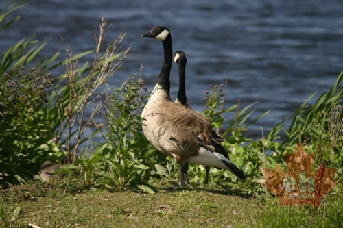 Canada Geese