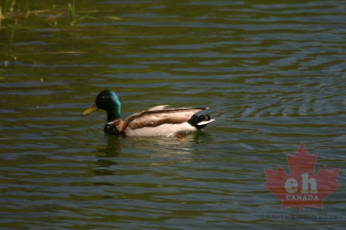 Mallard Duck
