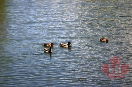 Ducks