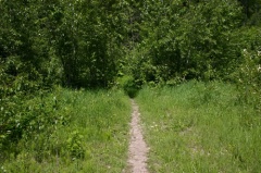 Trail entering forest Ferry Creek Trail in Fernie trail 002.jpg