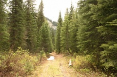 Lower alpine hiking trail Hiking trail at snow line hiking-trail 001.jpg