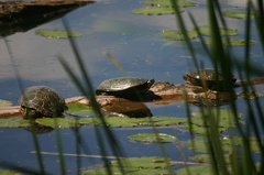 Painted Turtles