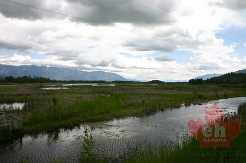 Wetland Views