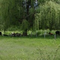 Cows in the Shade