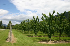 Orchards east of Creston Orchards in Erickson orchards-ericksson 002.jpg
