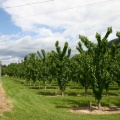 Erickson Orchards