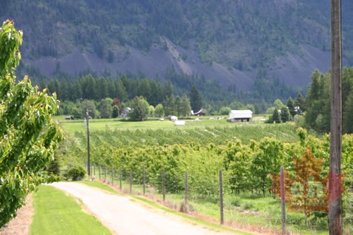 orchards-ericksson 001.jpg
