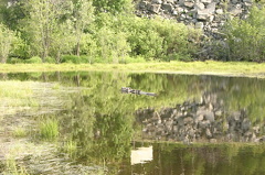 Painted Turtles