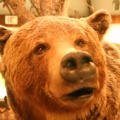 Grizzly Bear