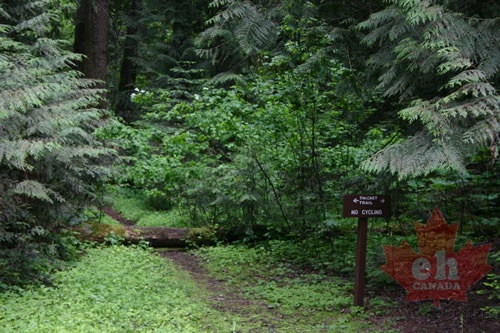 Thicket Trail Sign