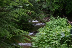 Spawning Channel