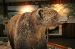 Grizzly Bear