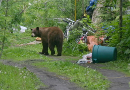 Bear (594 visits) Bear found garbage Kaslo wildlife Bear