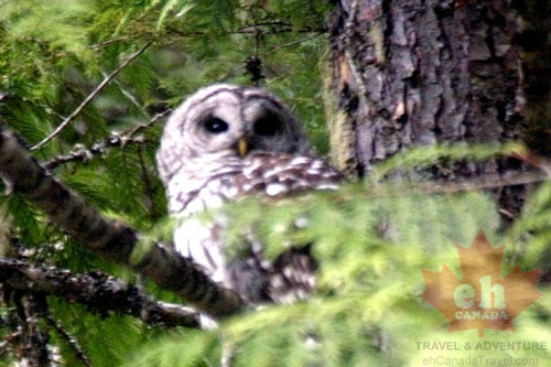 Owl Sighting in Kokanee Glacier Park