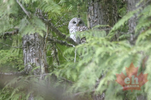 Owl Sighting in Kokanee Glacier Park